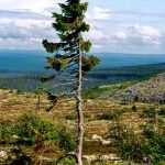 oldest-tree-old-tjikko-sweden-18