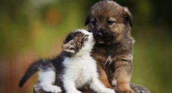 Swedish Pets Are The Most Insured In The World