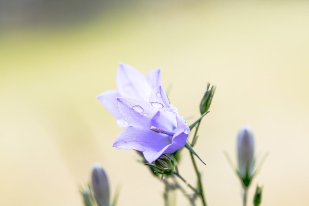 what-is-the-national-flower-of-sweden-whatsanswer